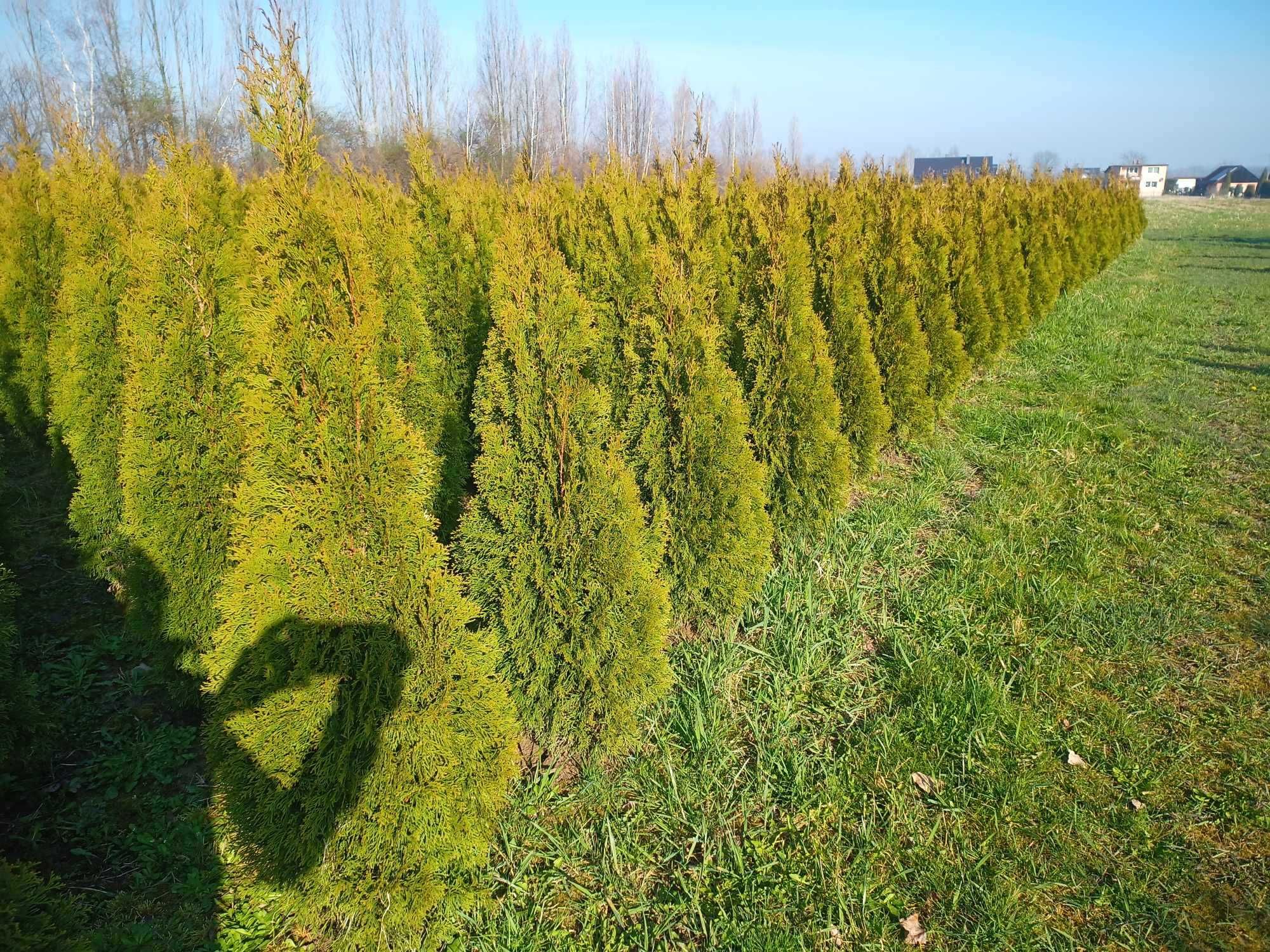 Tuja 'Smaragd' 120-130 cm tuje thuja thuje szmaragd