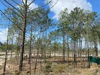 Terreno na Comporta com projeto para Moradia e Piscina