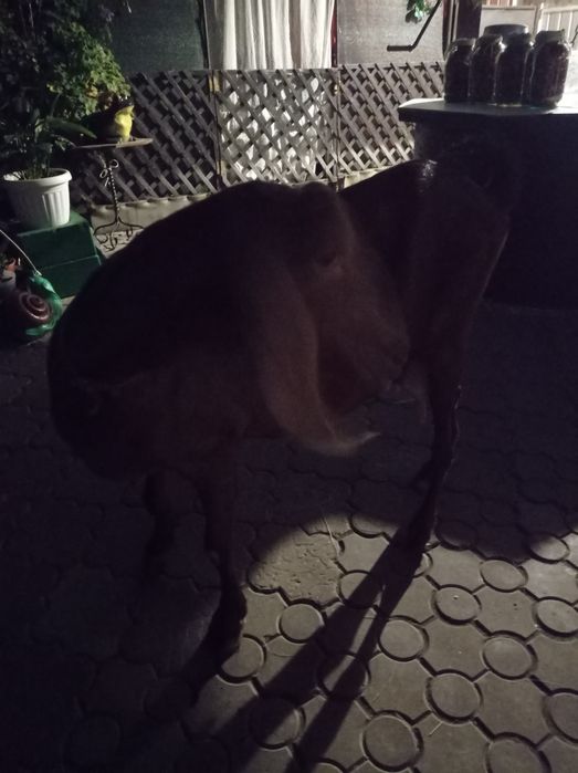 Продам козу нубо-камори