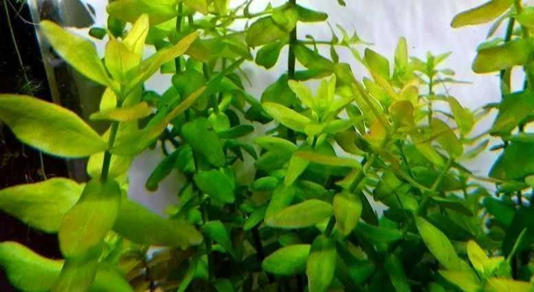 Bacopa Caroliniana