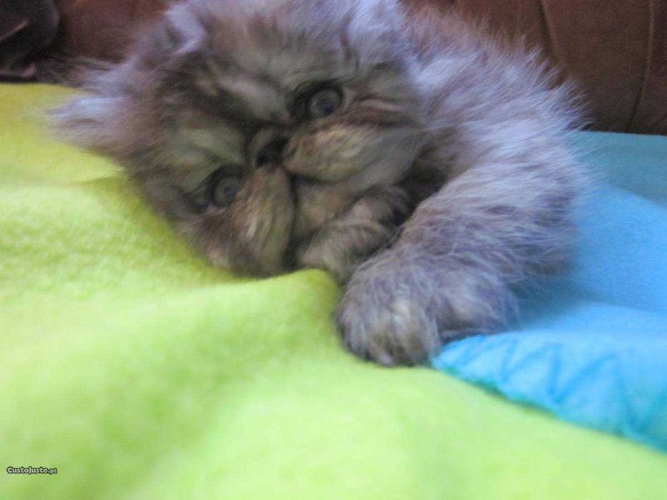 Gatinha persa Uma perfeição