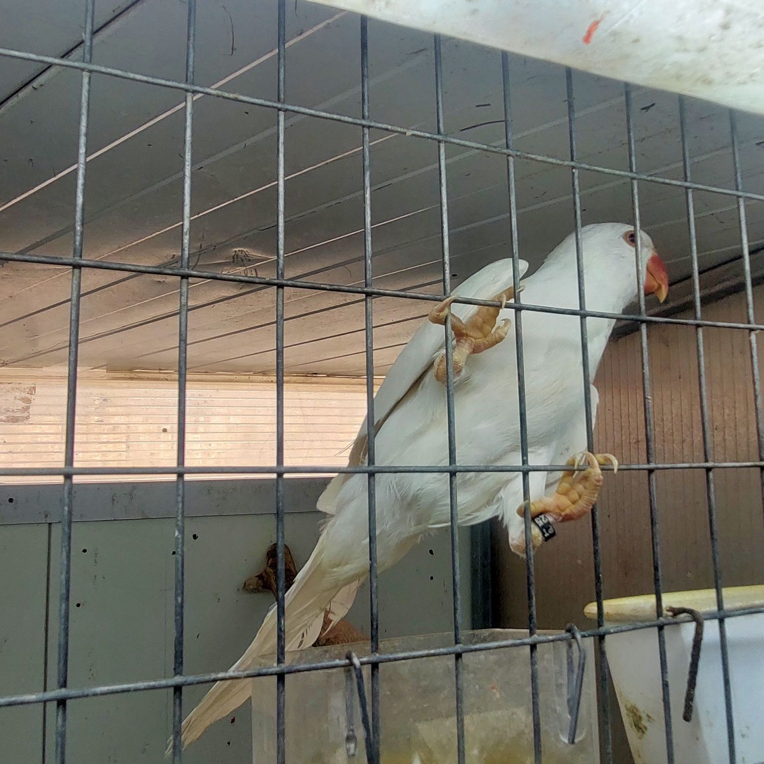 Ringneck branco macho 2025