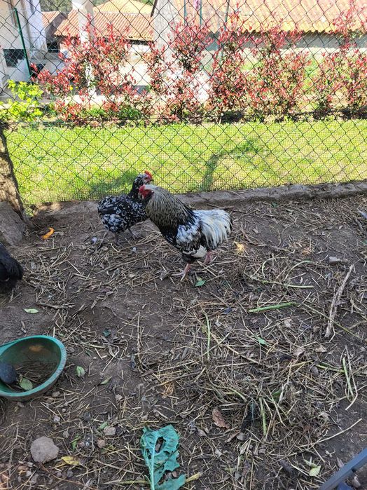 Aves de Rasa Pura Galinhas, Galos, Perus, Patos, Garnisés