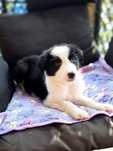 Suczka Border Collie Czarno Biała