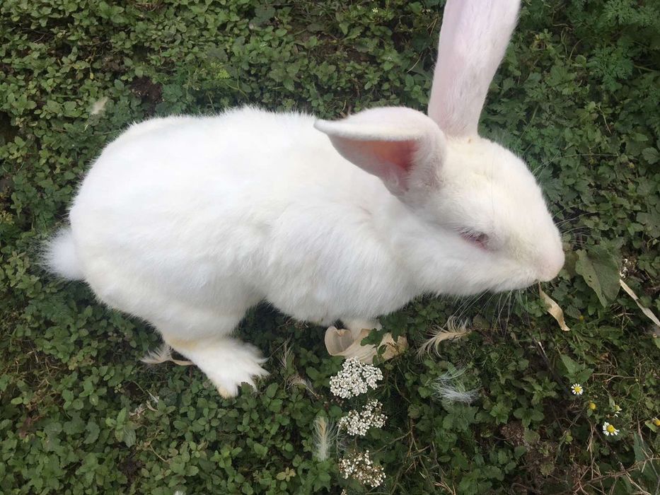 Продам недорого кролі порноди ПАНОН ТА ФЛАНДАР