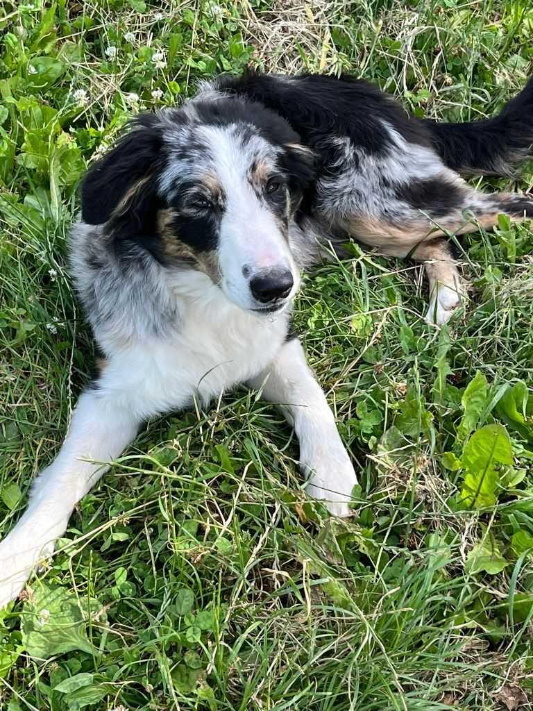 Piesek border collie