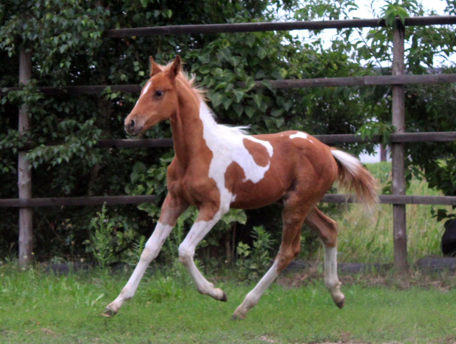 Ginny QT klaczka 1/2 aph American Paint Horse