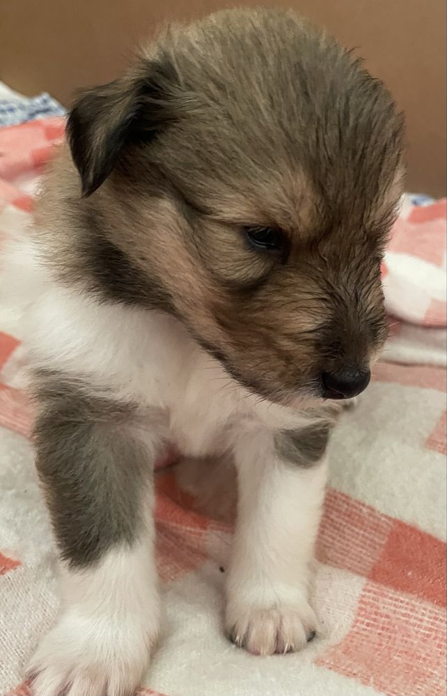 Szczeniak Owczarek Szkocki Długowłosy Collie
