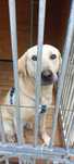 Labrador biszkoptowy w schronisku, adoptuj