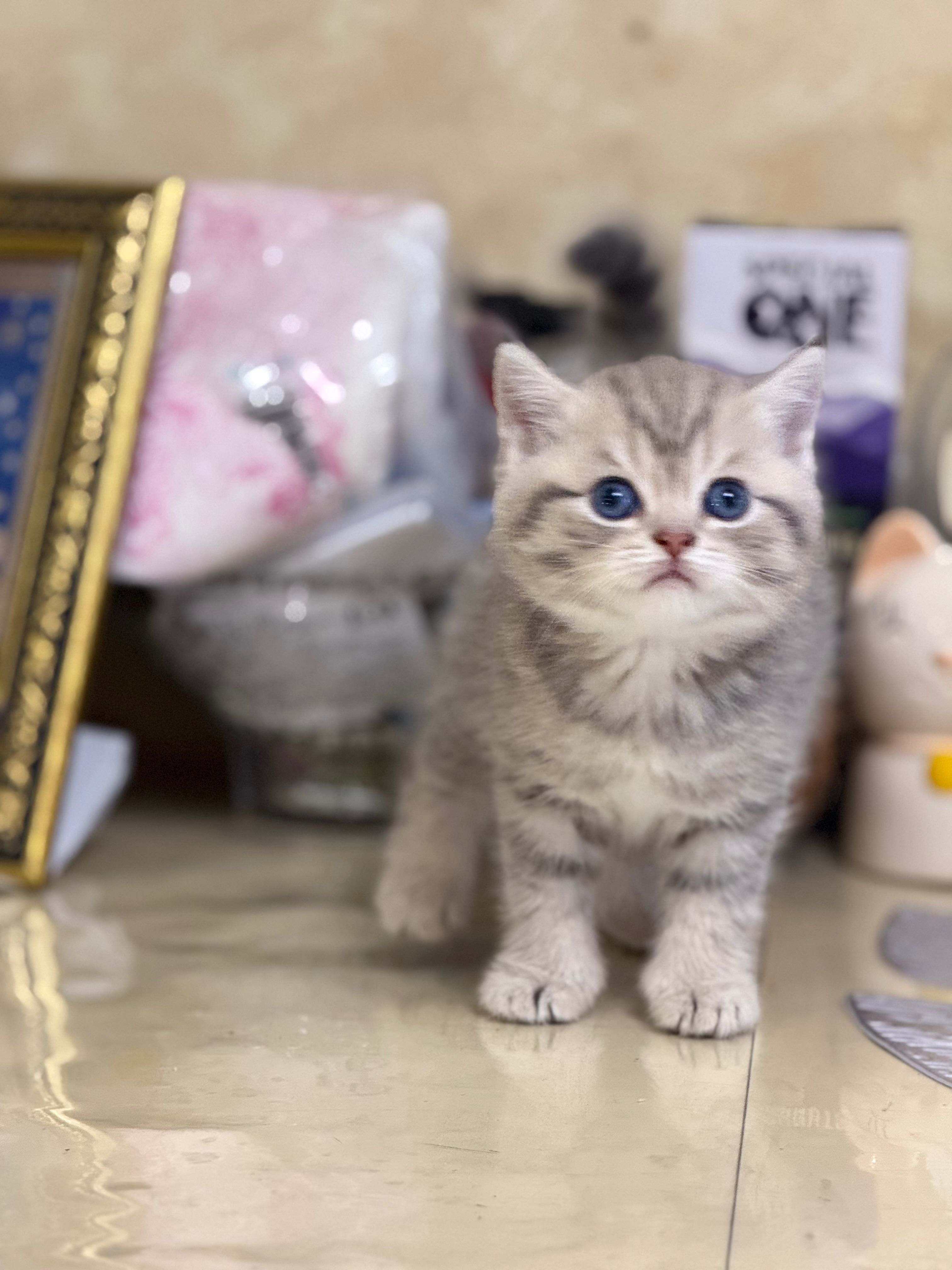 Шотландські кошенята