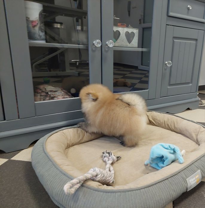 Szpic miniaturowy chłopczyk