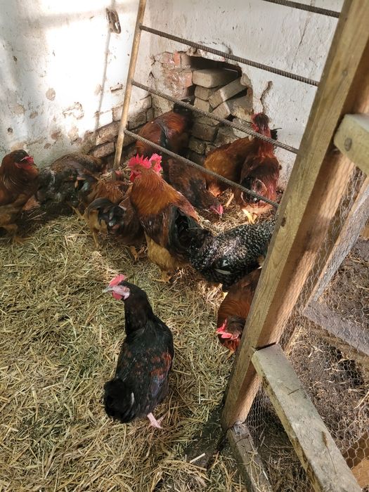 Młode koguty tegoroczne