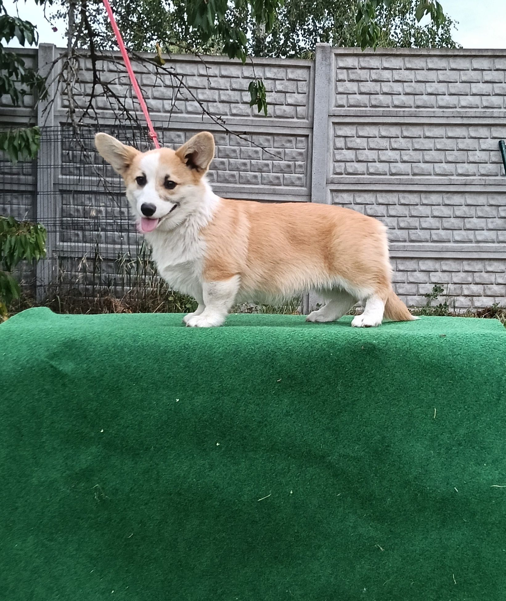 Kochany chłopiec corgi pembroke ZKwP FCI