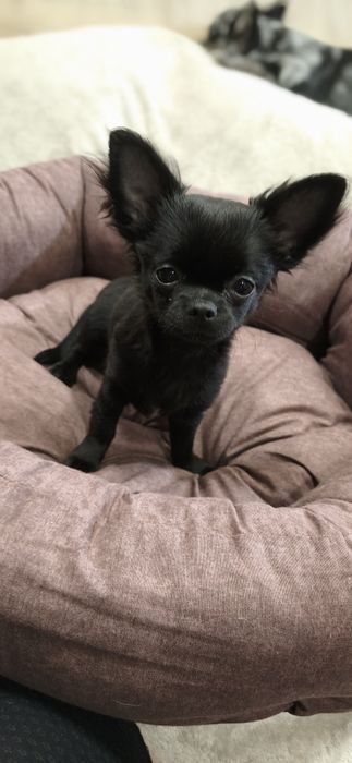 Кукольная девочка.