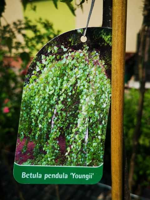 Piękana brzoza zielona i czerwona zwisająca -pendula