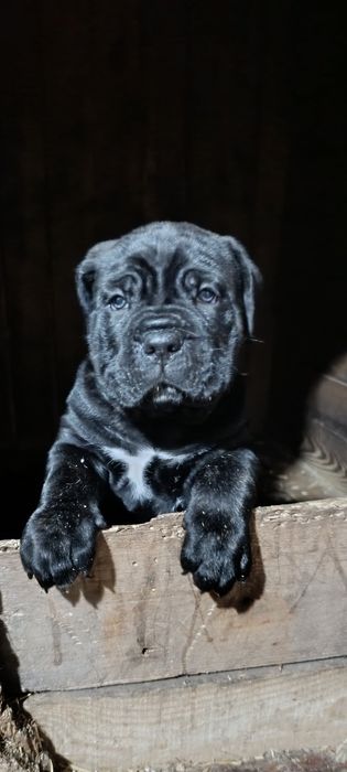 Цуцинята Кане-Корсо