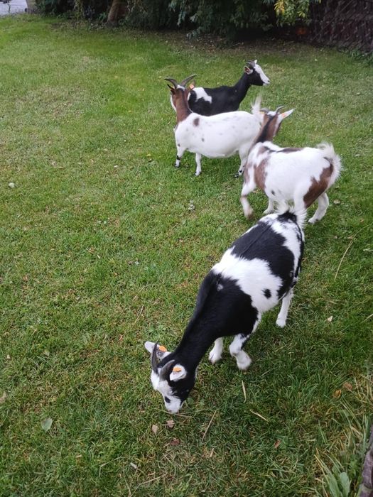 Sprzedam kózki miniaturki