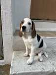 Beagle com 12 semanas