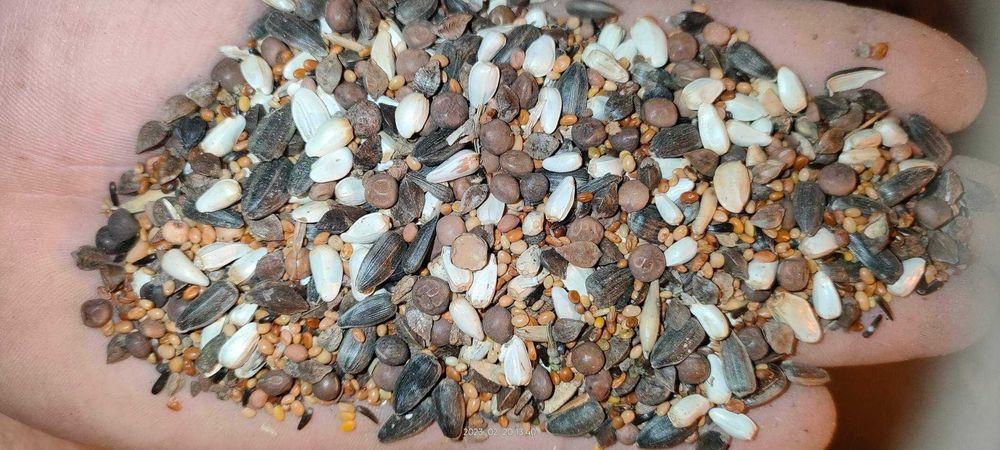 Mieszanka poplonowa MPA6, azototwórcza, nasiona paszowe