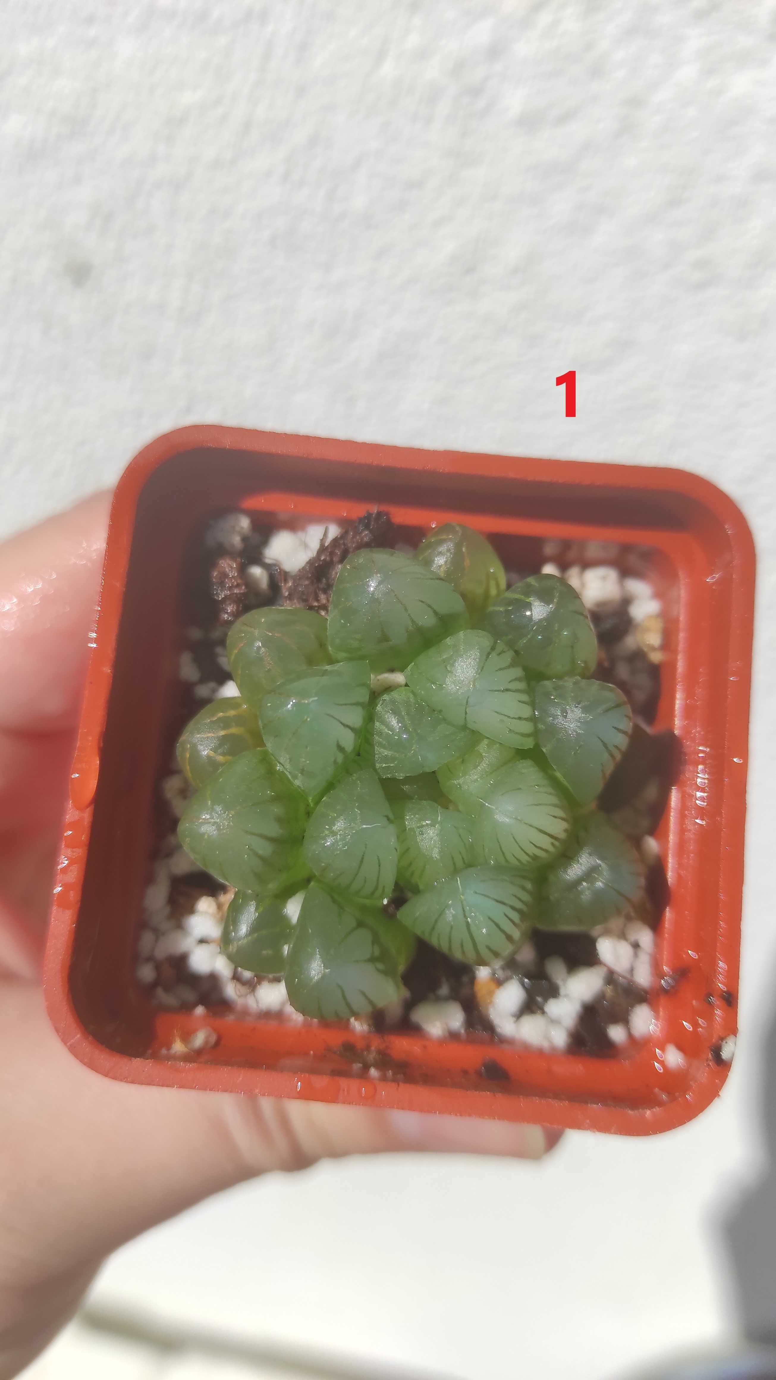 Хавортія Haworthia cooperi var. obtusa