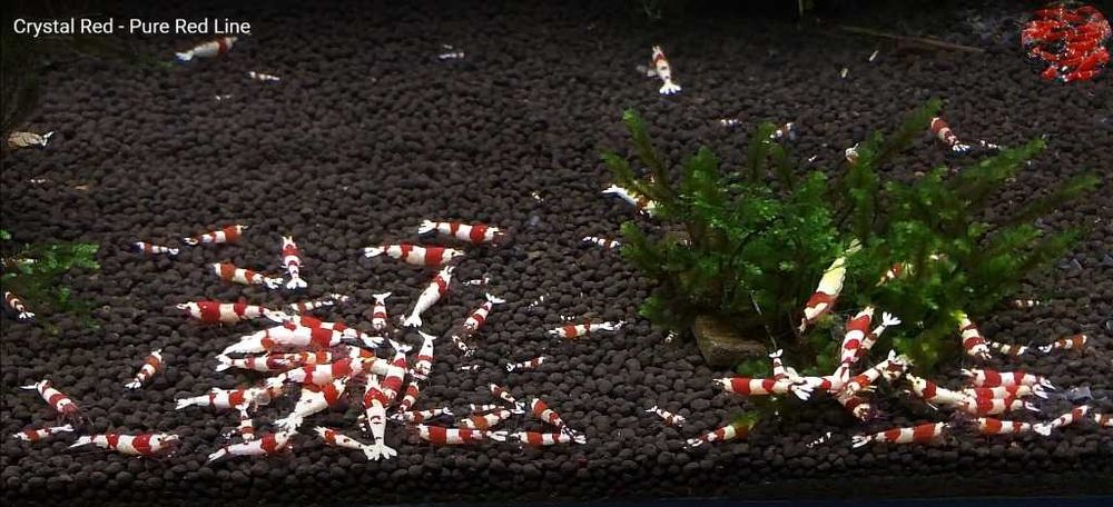 Krewetki Crystal Red - czysta linia red - 20 sztuk