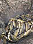 Narybek Karp 10-14 cm amur Jesiotr Węgorz karaś Orfa