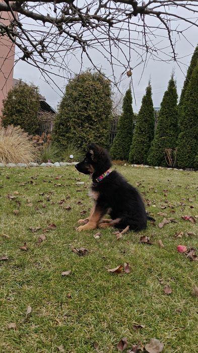 Owczarek niemiecki długowłosy