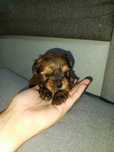 Yorkshire Terrier Ocean Perle pies