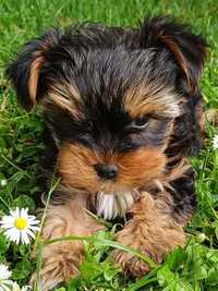 Yorkshire Terrier piesek York