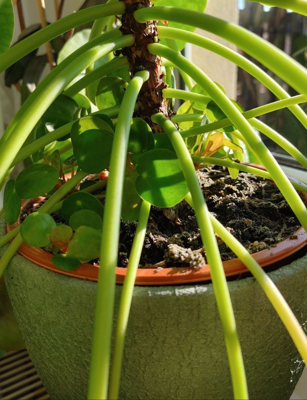 Pieniążek/Pilea peperomioides