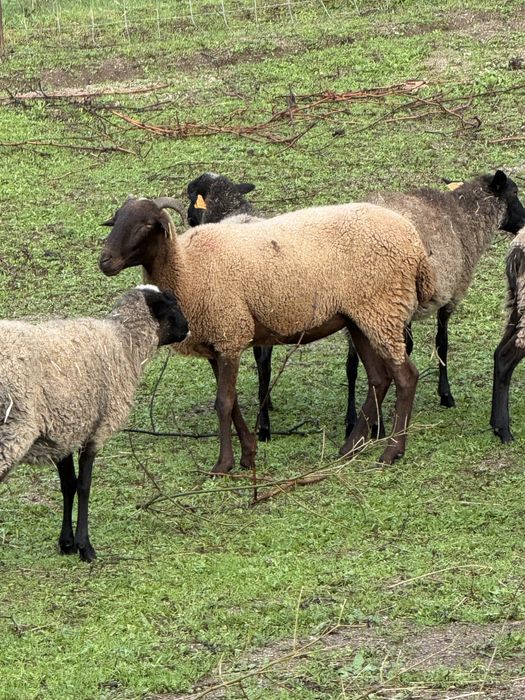 Ovelha com um ano e pouco prenha