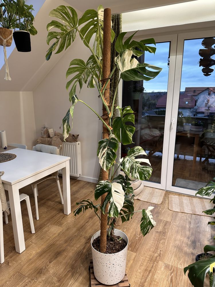 Monstera deliciosa variegata