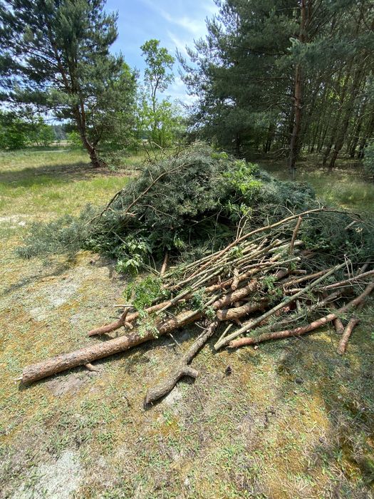 Oddam za darmo galezie i troche drewna sosna