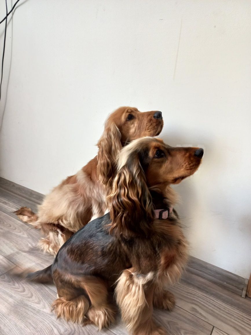 Cocker Spaniel Angielski