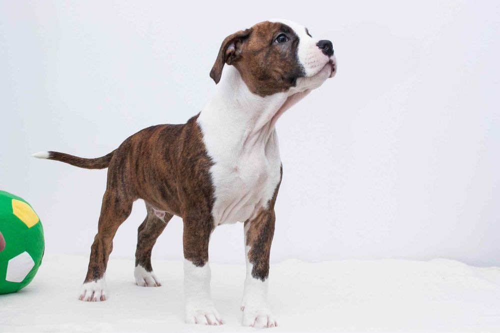 AMSTAFF American Staffordshire Terrier