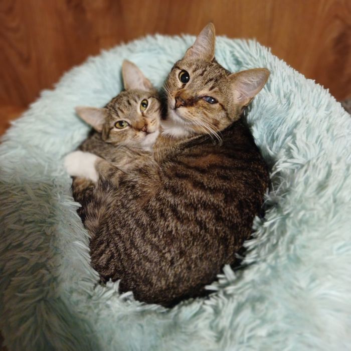Кошенята в добрі руки