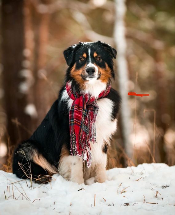 Szczenieta Owczarka Australijskiego -suczka Aussie, odbiór w grudniu