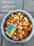 Діточки цибулин сортових голанських  тюльпанів