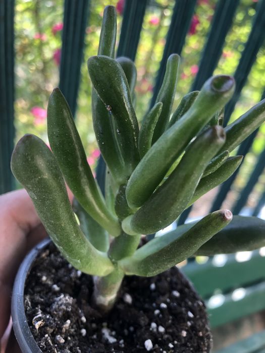 Кімнатні рослини, недорого.