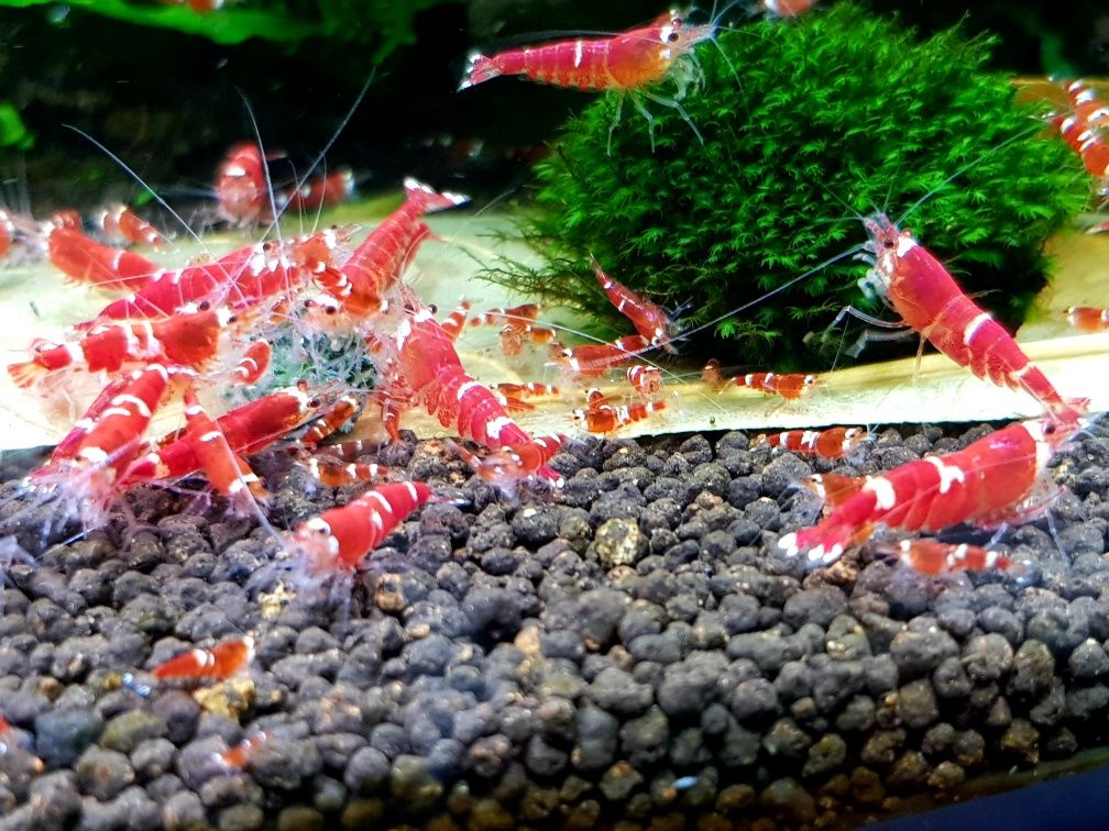 Krewetki Super Crystal Red . Two i multi stripe. SCR