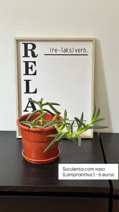 Plantas com Vaso (Costela de Adão, Mostera, etc)