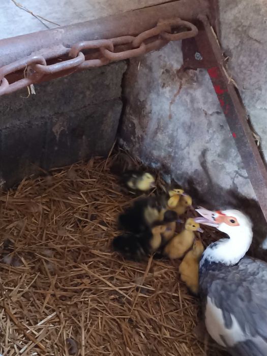 Sprzedam młode kaczki i perliczki