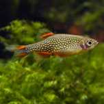 razbora galaxy Microrasbora Galaxy