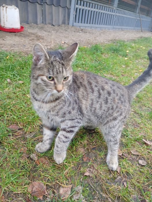 Oddam  wyrzucone kotki