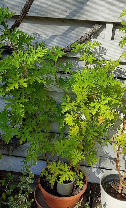 Geranium anginka duża mała roślina