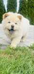 Chow Chow biała suczka