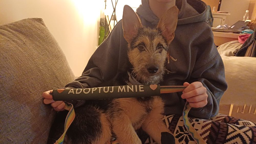 Szczeniak: Śliczny terierkowy Witko szuka domu na zawsze!