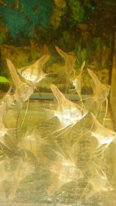 Skalar skalar skalar