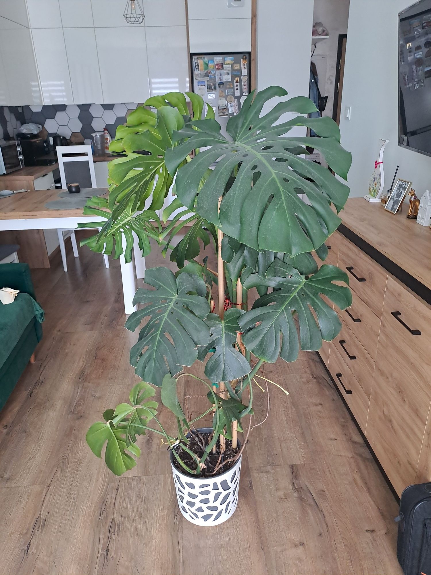 Monstera 110cm z donica
