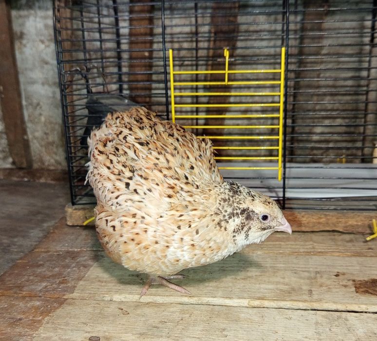 Перепілки продаж, обмин